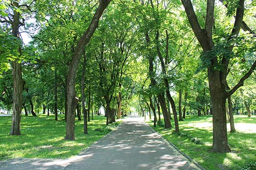 CANUE | Webinaires et coursBeautiful park with many green trees