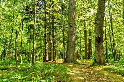 CANUE | Webinaires et coursforest trees. nature green wood backgrounds Sunny Day