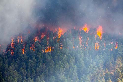 CANUE | Webinaires et coursFire in the forest