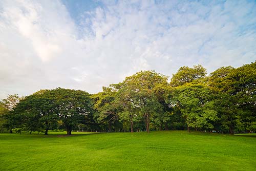 CANUE | Webinaires et coursGreen grass meadow field on public central park with tree cloud