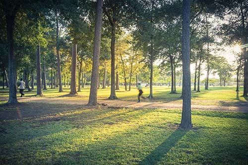 CANUE | Webinaires et coursUrban park in Texas, US, huge pine trees, trails illuminated by