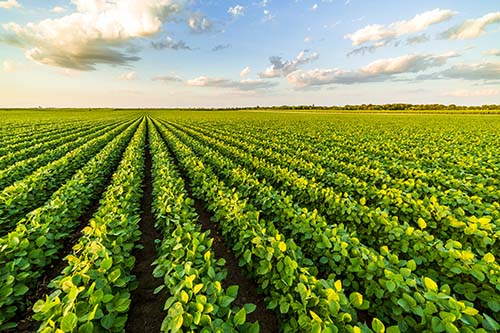 CANUE | Webinaires et coursGreen ripening soybean field, agricultural landscape