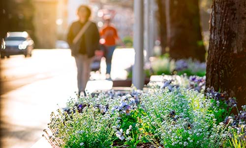 CANUE | Webinaires et coursSpring flowers beside the street in the city on blurred people w