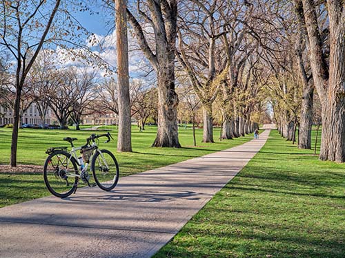 CANUE | Webinaires et coursAllee of old American elm trees with bicycle