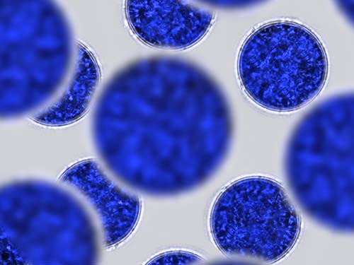 CANUE | Webinaires et coursProbiotics, bacteria on white background. Bacteria and microorga