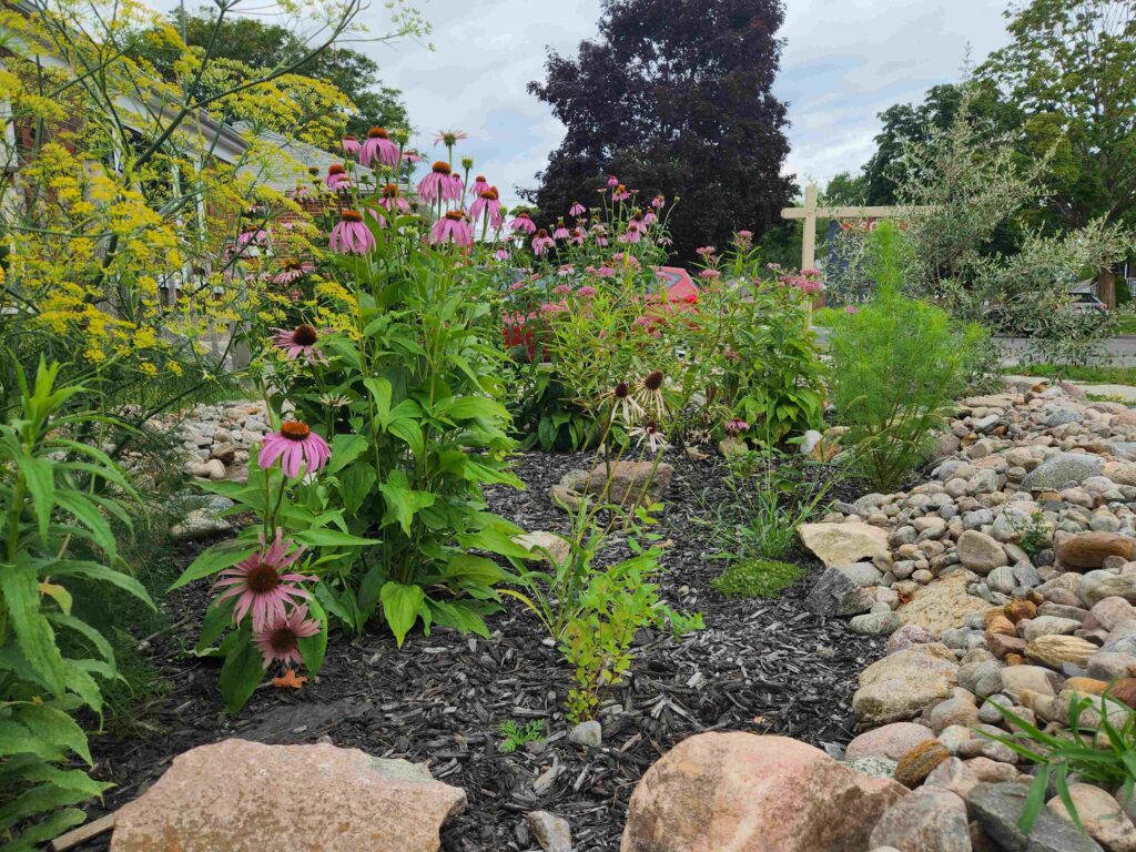 CANUE | Les jardins pluviaux pour les propriétés privées à PeterboroughPeterborough