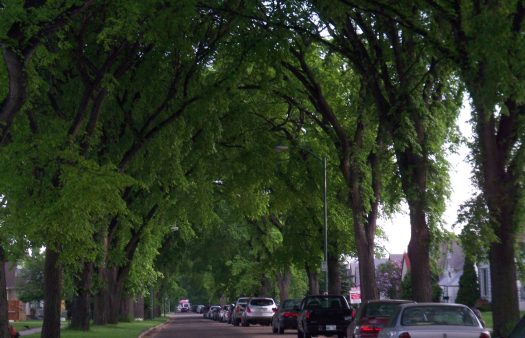 CANUE | Winnipeg’s Equity-Based Urban Forest Strategy Image Name 